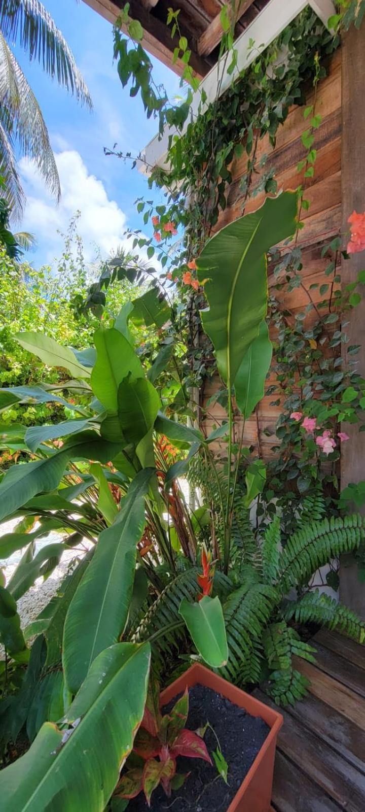 Caye Caulker Boutique Guesthouse 6 Exterior foto